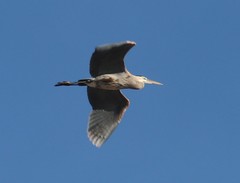 Ardea herodias