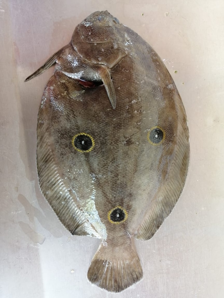 Three-spot flounder (Ancylopsetta dendritica) — Paralichthyidae