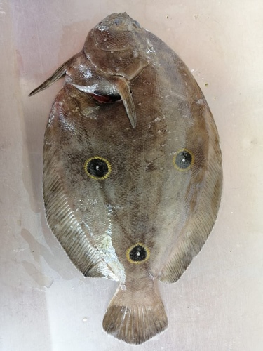 Three-spot flounder (Ancylopsetta dendritica) — Paralichthyidae