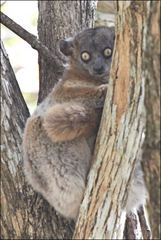 Lepilemur hubbardorum
