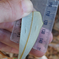 Stegommata sulfuratella