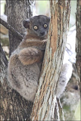 Lepilemur hubbardorum