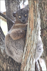 Lepilemur hubbardorum