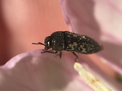 Acmaeodera neglecta