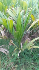 Areca catechu