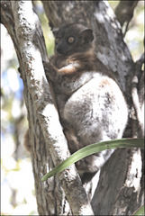 Lepilemur hubbardorum