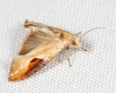 Pseudexentera costomaculana