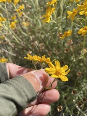 Eriophyllum jepsonii