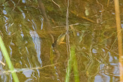 Cyprinodon variegatus