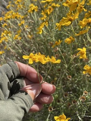 Eriophyllum jepsonii