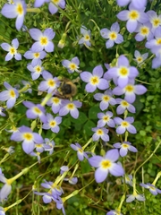 Houstonia serpyllifolia