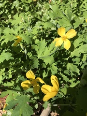 Stylophorum diphyllum