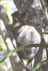 Lepilemur hubbardorum