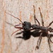 Myrmecia pyriformis - Photo (c) Reiner Richter, some rights reserved (CC BY-NC-SA), uploaded by Reiner Richter
