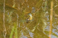 Cyprinodon variegatus