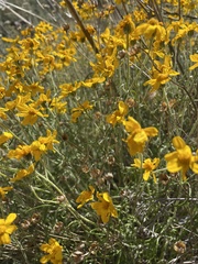 Eriophyllum jepsonii