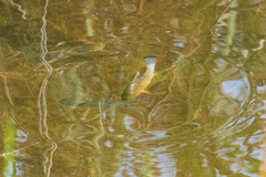 Cyprinodon variegatus