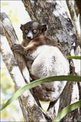 Lepilemur hubbardorum