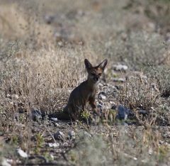 Vulpes chama
