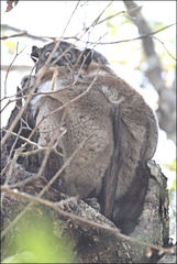 Lepilemur hubbardorum