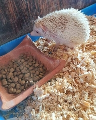 Atelerix albiventris × Atelerix algirus