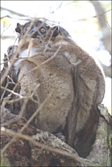 Lepilemur hubbardorum