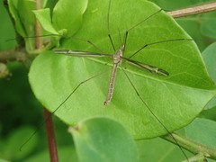 Tipula eluta