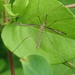 Tipula eluta - Photo (c) Matt Parr, some rights reserved (CC BY-NC), uploaded by Matt Parr