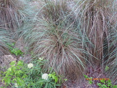 Muhlenbergia lindheimeri