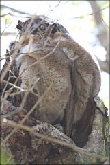 Lepilemur hubbardorum