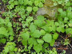 Pavonia lasiopetala