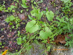 Cynanchum unifarium