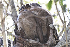 Lepilemur hubbardorum