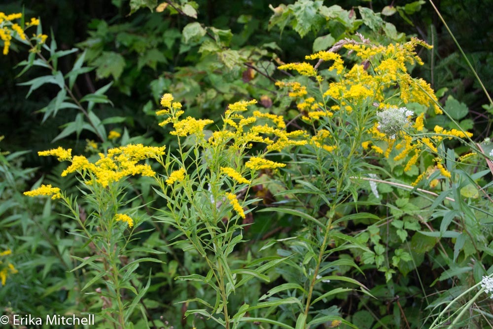 Solidago gigantea