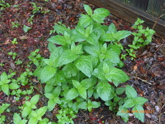 Ruellia drummondiana