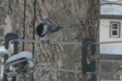Paridae image