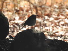 Catharus guttatus auduboni