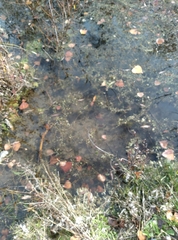 Myriophyllum triphyllum