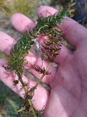 Myriophyllum triphyllum