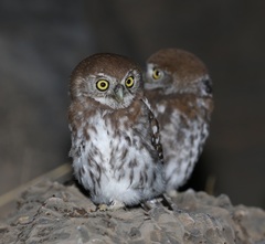 Glaucidium perlatum