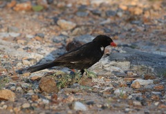 Bubalornis niger