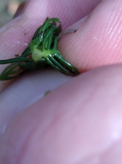 Myriophyllum triphyllum