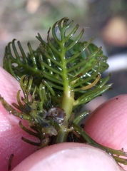 Myriophyllum triphyllum