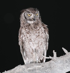 Spotted Eagle-Owl photo 4