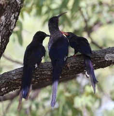 Phoeniculus damarensis