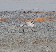 Charadrius pallidus