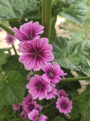Malva sinensis