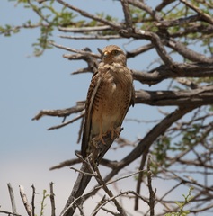 Falco rupicoloides