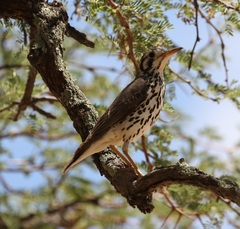 Turdus litsitsirupa
