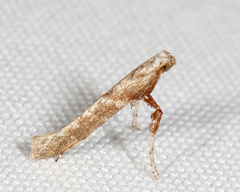 Caloptilia paradoxum